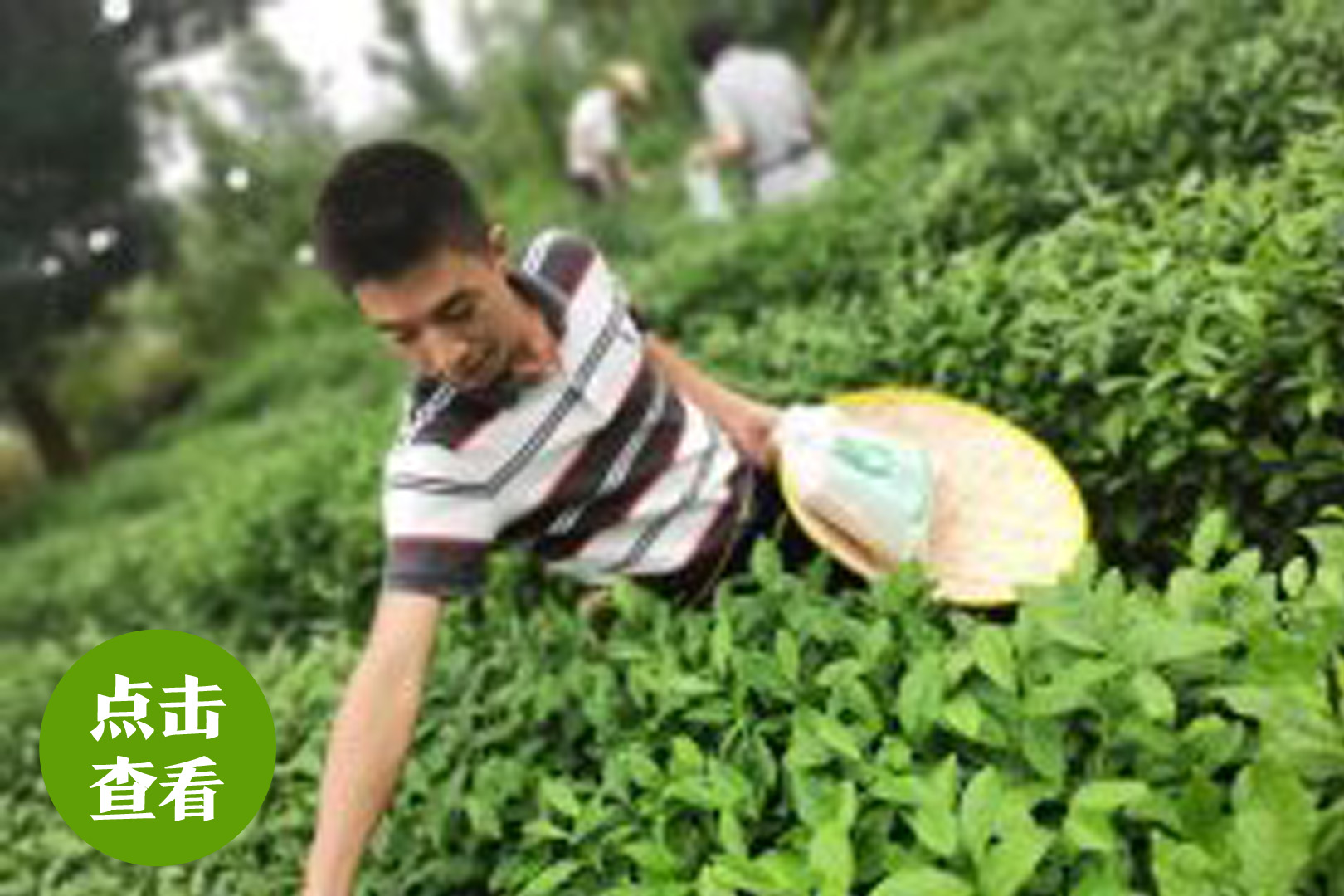 <b>茶里茶外采茶炒茶</b>
