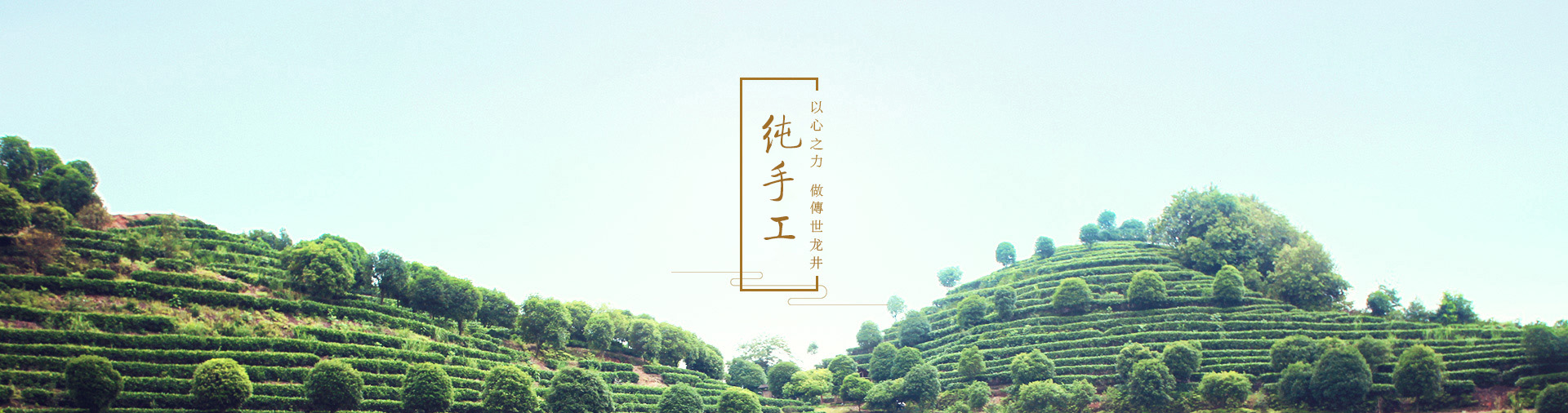 传世龙井茶